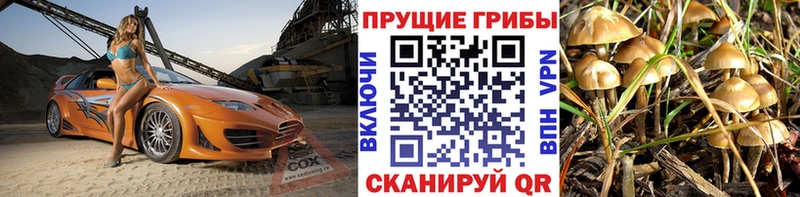 Псилоцибиновые грибы прущие грибы  Купить  Тихорецк 
